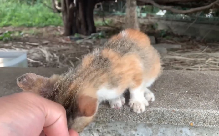 身を乗り出す子猫