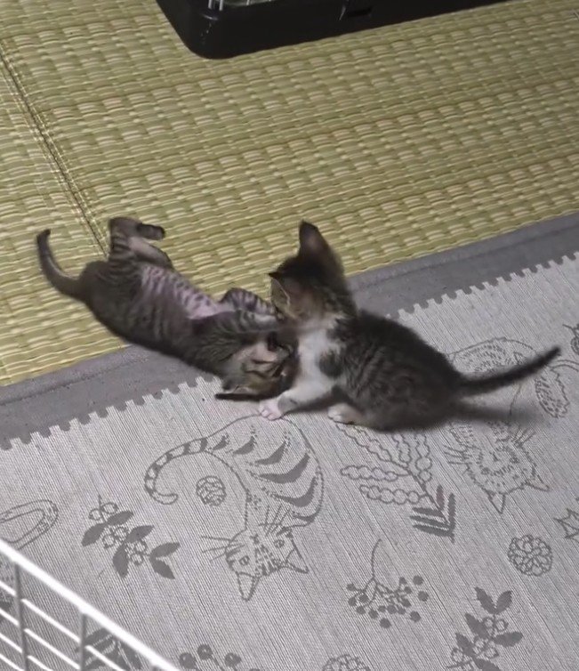 転がる猫と座っている猫
