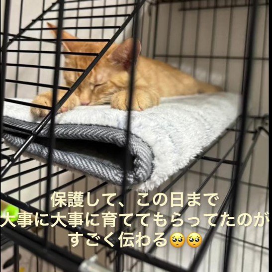 前足を伸ばして寝る子猫