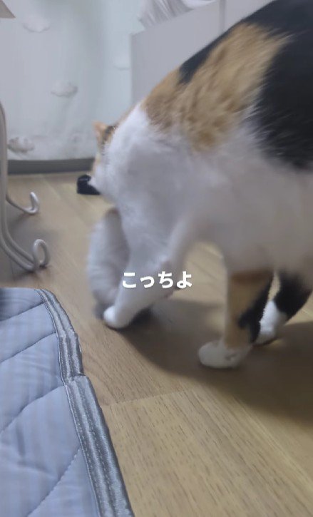三毛猫の親子
