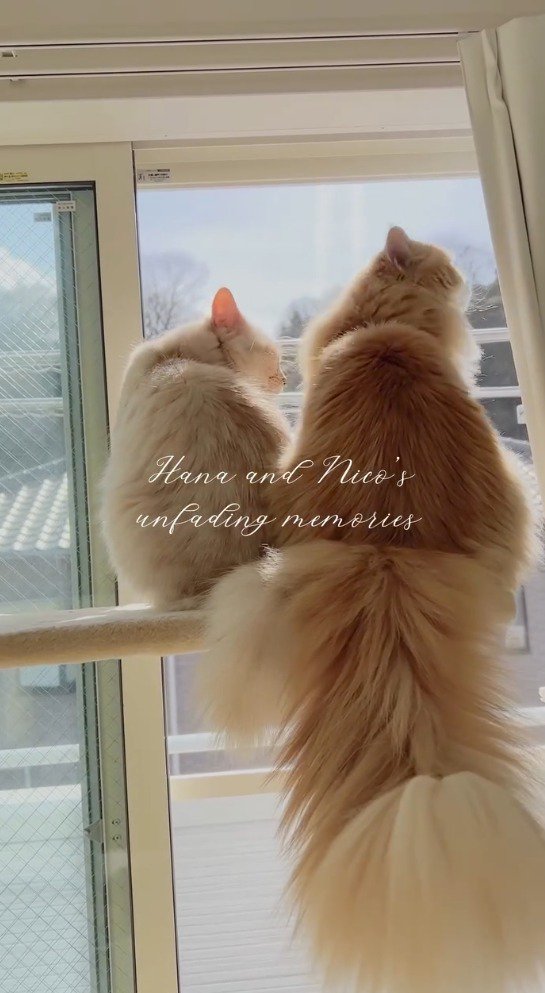 窓の外を見つめる2頭の猫