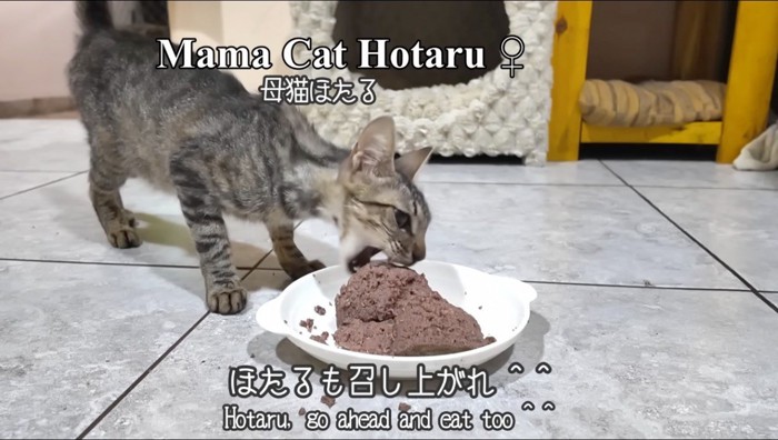 皿に乗った缶詰ごはんを食べる母猫