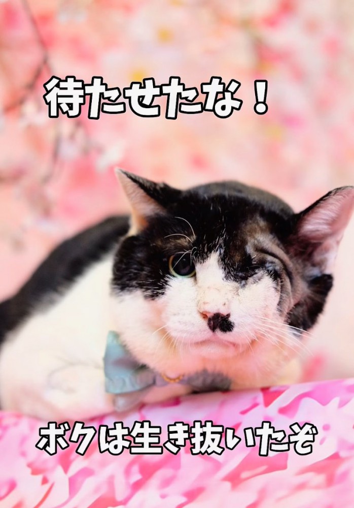 回復した猫