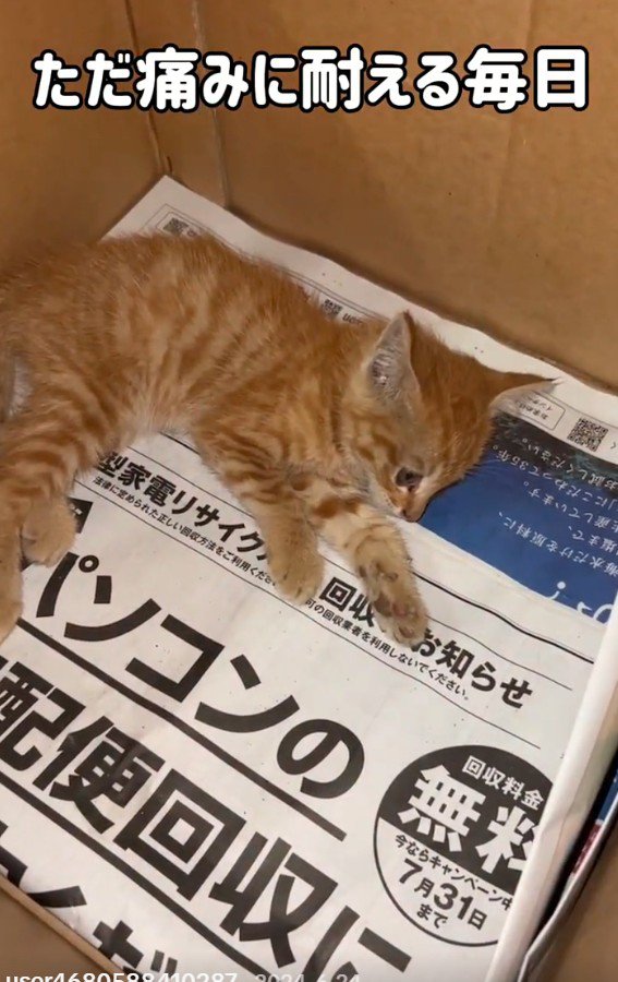 ケガをした猫