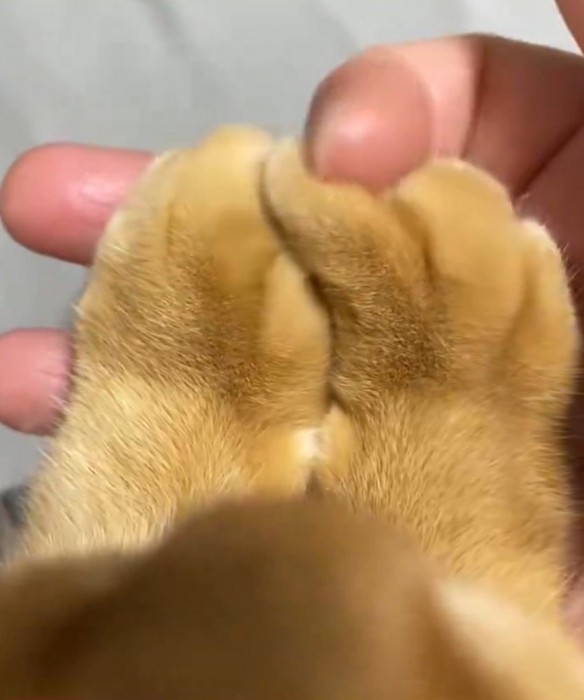 猫の指に添えた自分の指を往復させる飼い主