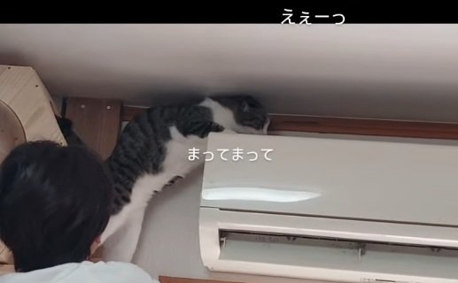 慌てる猫