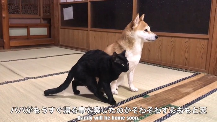 並ぶ猫と犬