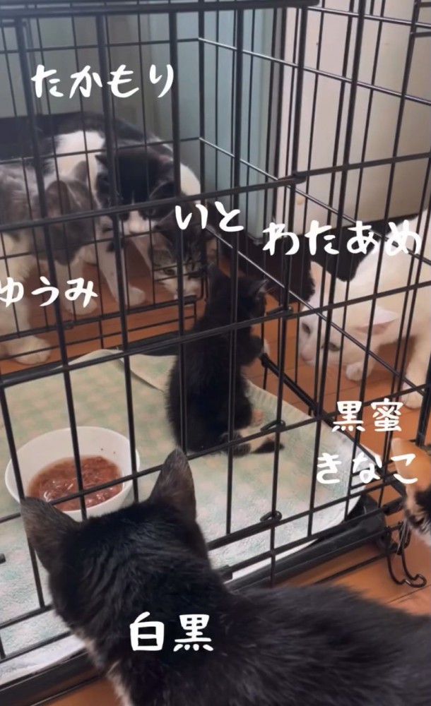 興味を示す猫たち