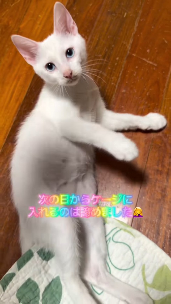 横になって見上げる子猫