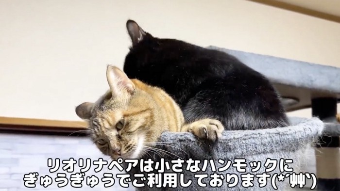 小さなハンモックに入る2匹の猫たち