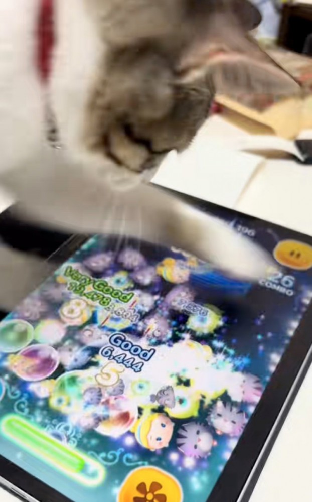 画面を前足でタッチ