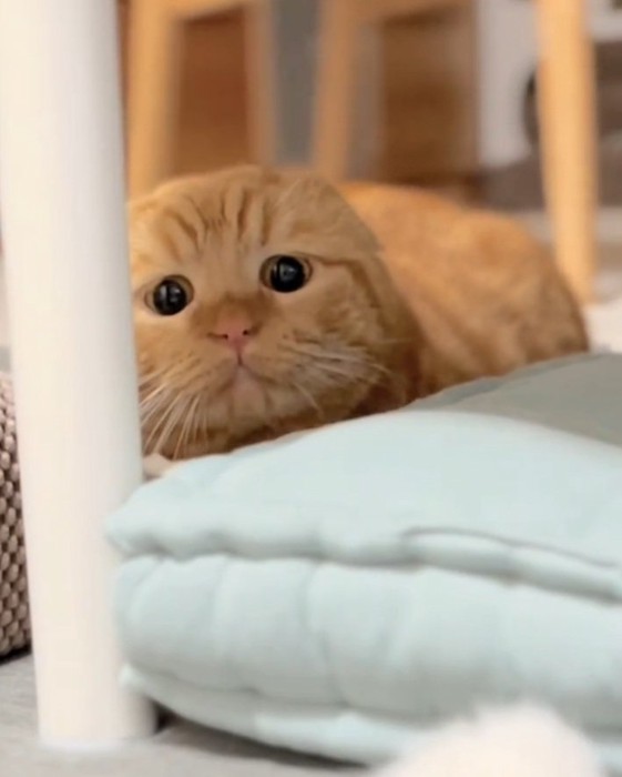 困り顔で猫じゃらしを見る寅くん