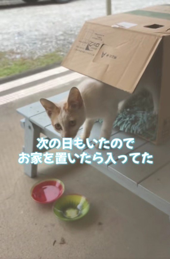 段ボールから出てくる猫