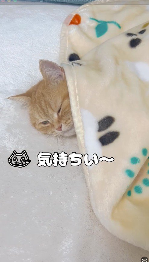首元まで毛布をかけられた猫