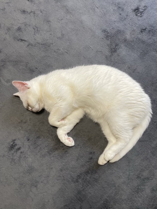 「つ」の形で寝る猫