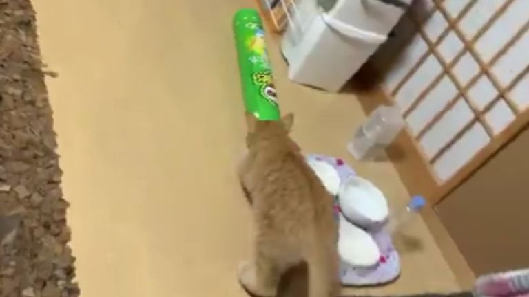 ポテトチップスの筒で遊ぶ猫