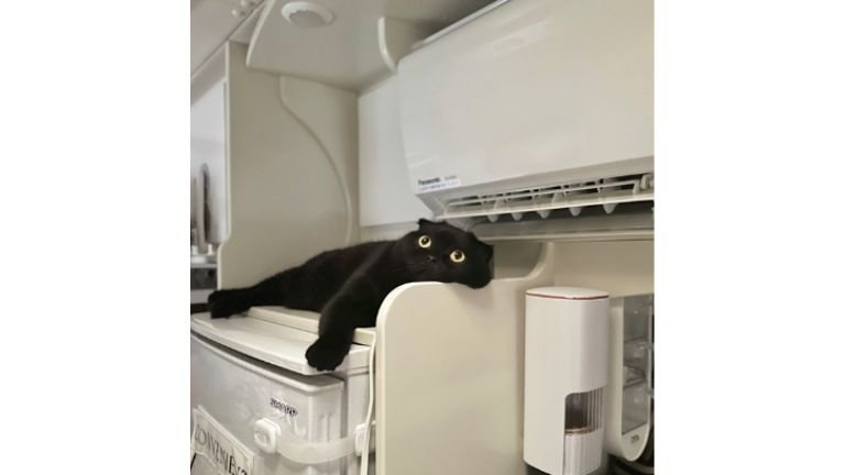 冷蔵庫の上にいる猫