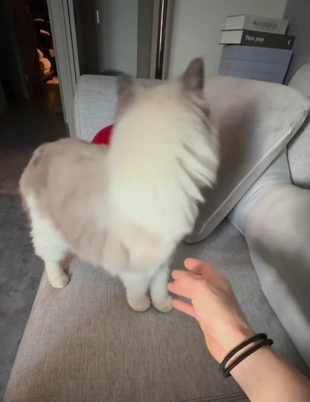 ソファの上の猫