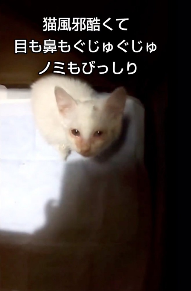 ひどい状態だった子猫