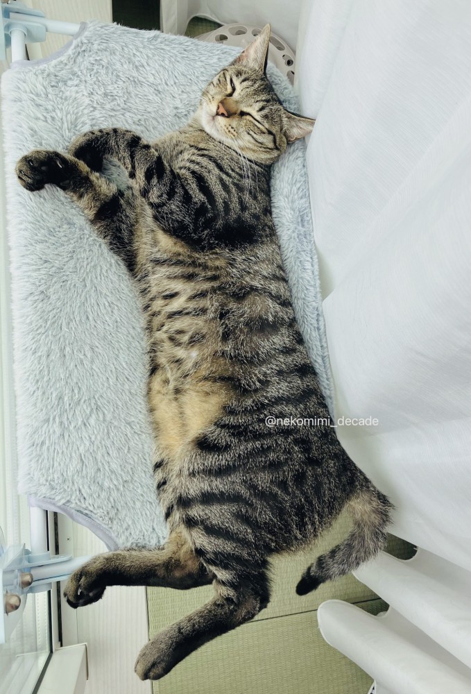 窓際で横になるキジトラ猫