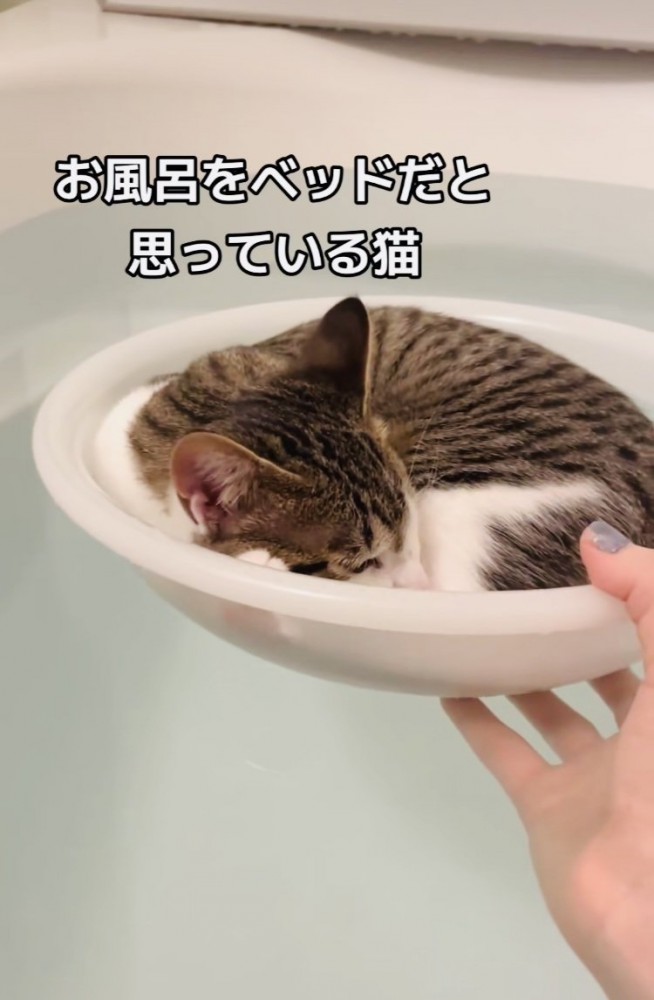 湯船に浮かべた洗面器の中で寝る子猫