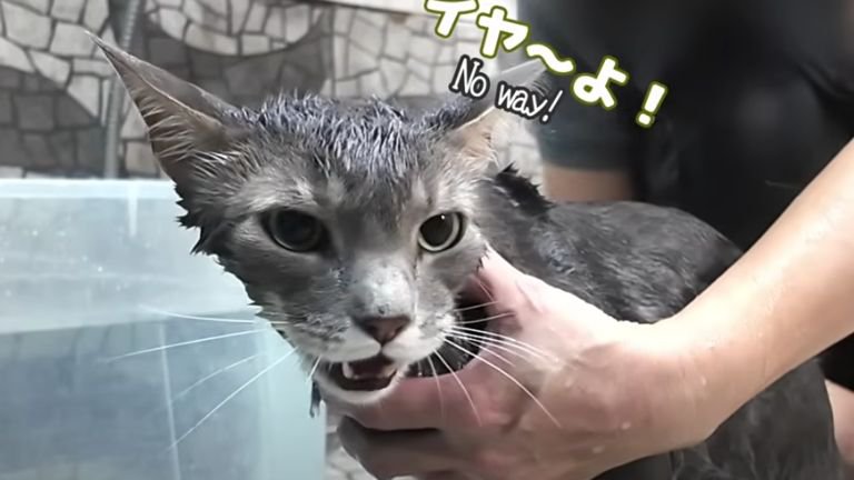 シャワーを浴びる猫