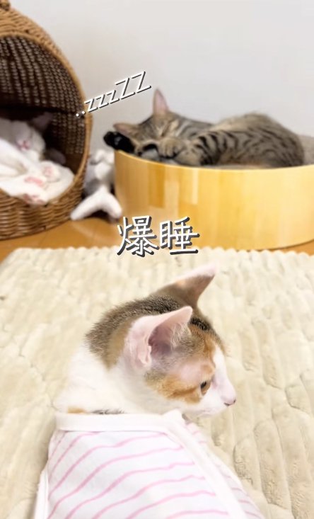 奥で寝ている2匹の猫と右を向く子猫「爆睡」