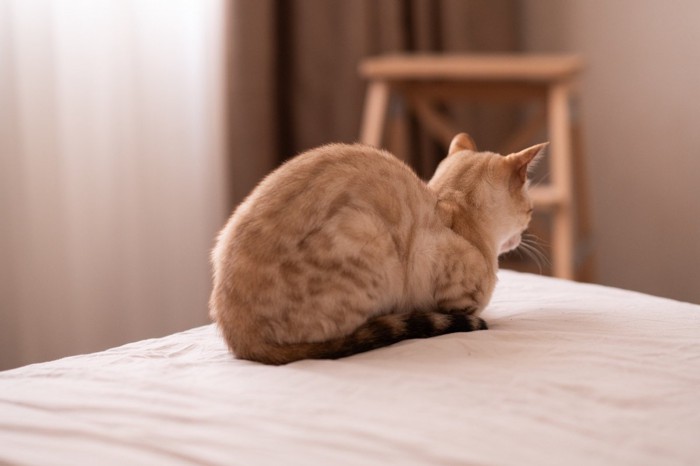 悲しそうに後ろを向いている猫