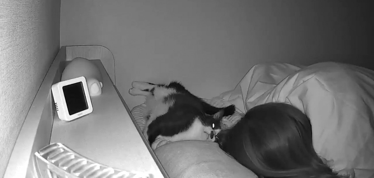 飼い主を見つめる猫