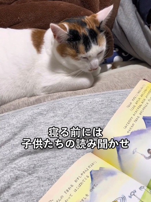 寝ている猫