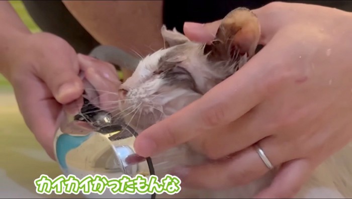 シャワーをかけられて目を細める汚れた猫