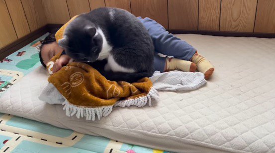赤ちゃんの隣に座ろうとする猫