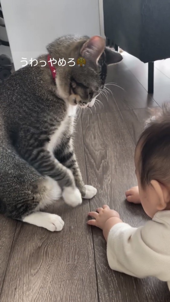 赤ちゃんと遊ぶ猫