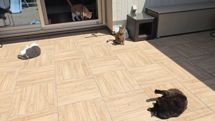 キャティオの猫