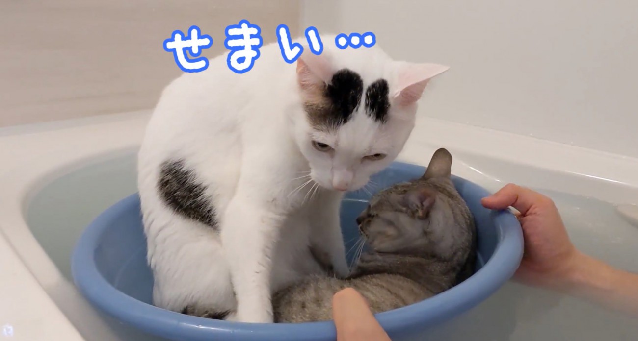 小さな桶に2匹で入るマロちゃんとチロくん