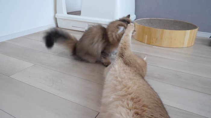 子猫に猫パンチでちょっかいをかけるミミさん