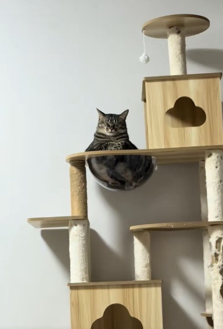 透明なボウルの中に入って目を瞑っている猫(引き)