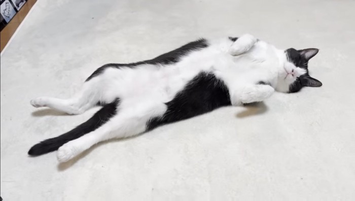 伸びたひまわりちゃん1