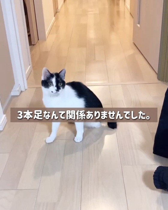 座る猫