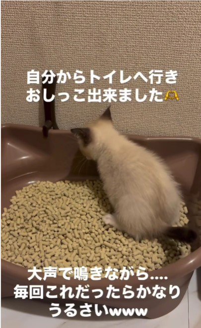 おしっこをしている子猫