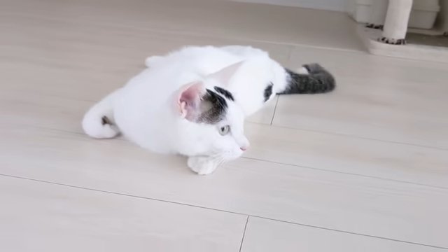 床 うつ伏せの猫