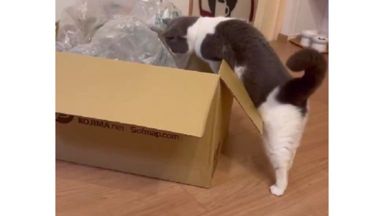 ダンボールに入ろうとしている猫