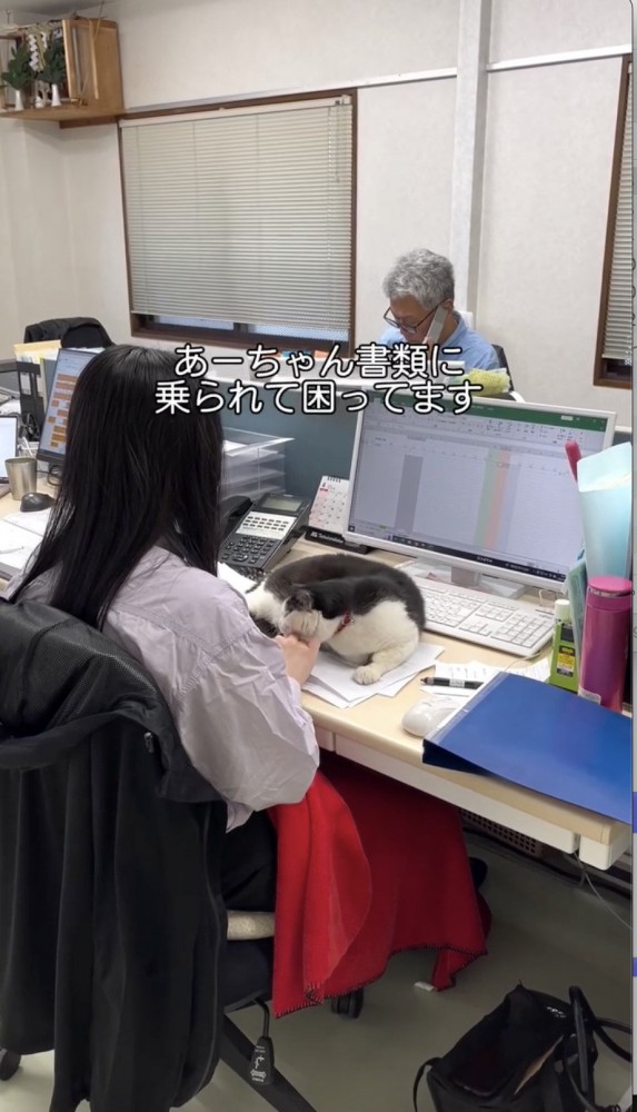 書類を触らせない猫