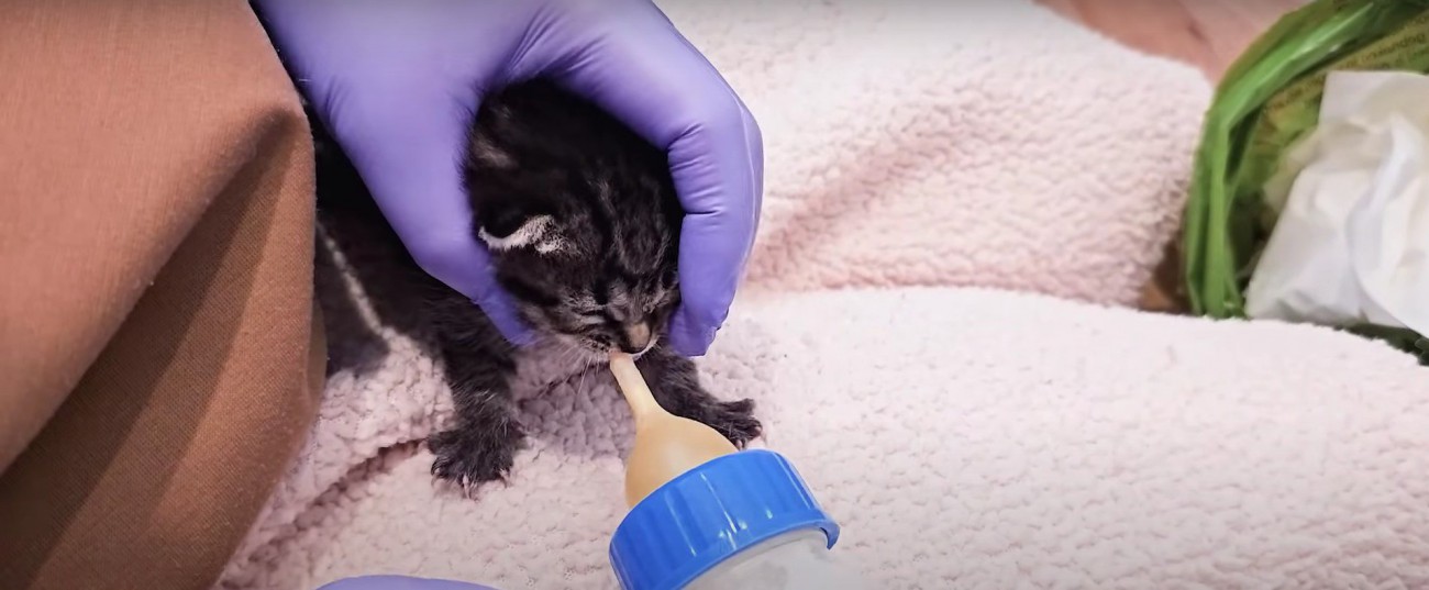 膝の上にいる子猫