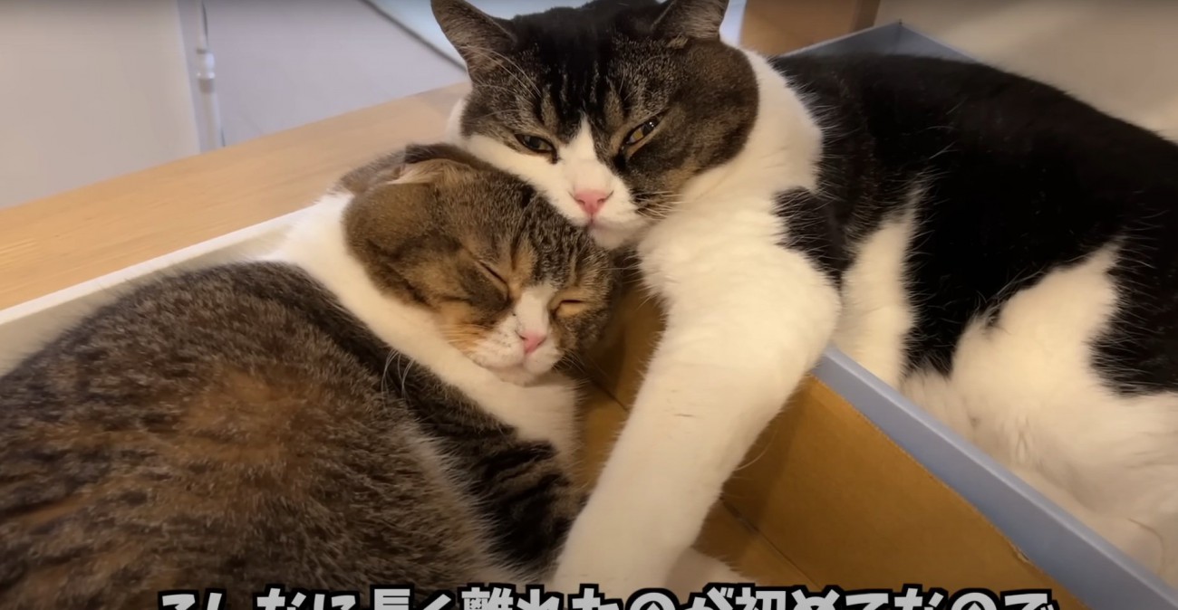 じゃれ合う2匹の猫