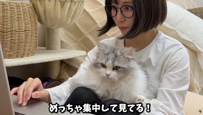 女性の膝の上に乗っている猫