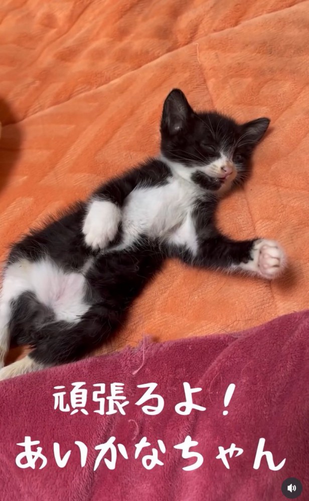 お腹を出して眠る保護された子猫あいかなちゃん