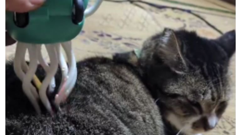 くつろいでいた猫