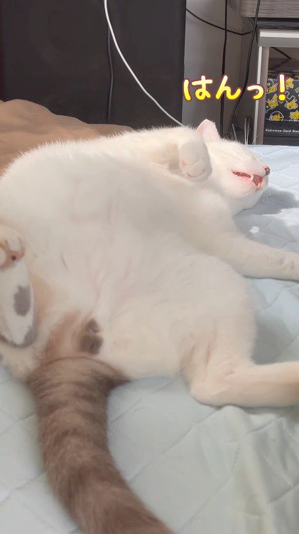 飼い主の声に反応して鳴き声を上げる猫