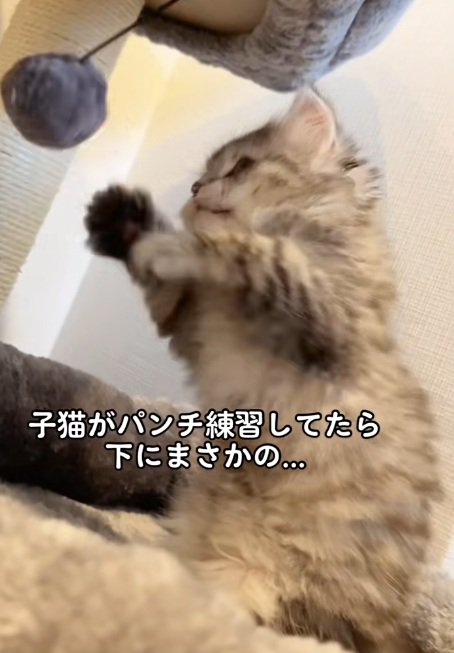 ぽんぽんに猫パンチするマンチカンの子猫